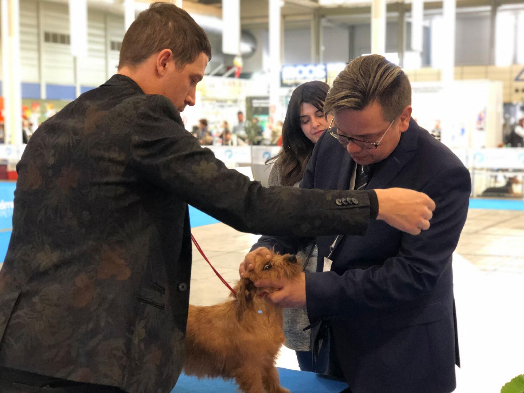 que perro ha ganado mas mejor en exposiciones