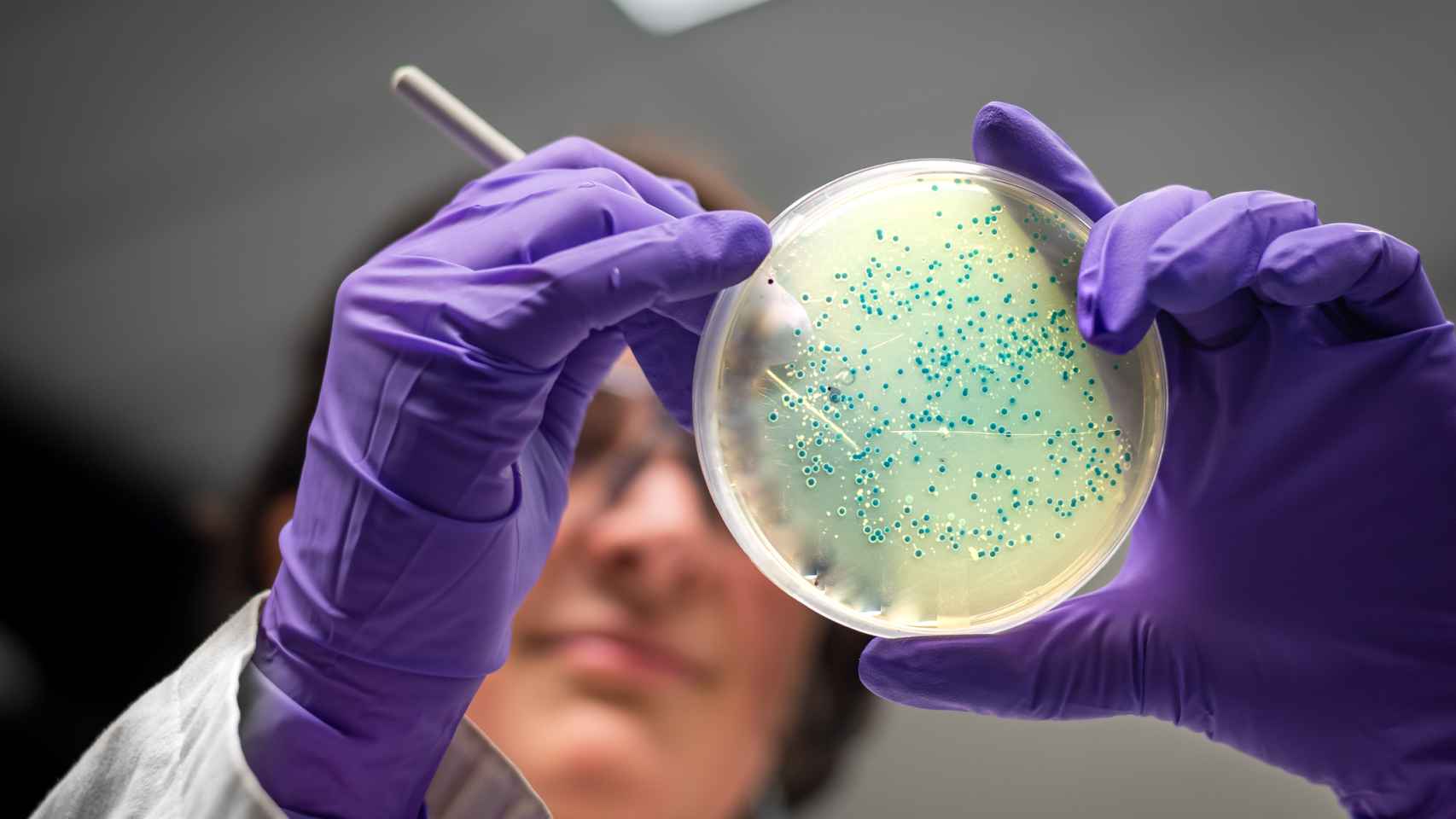 Una investigadora analiza un cultivo bacteriano.