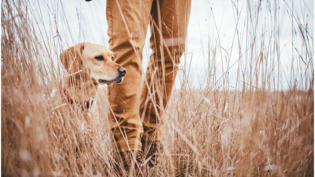 Imagen de un perro de caza.