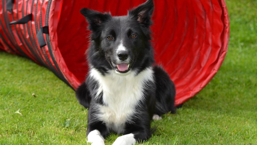 Border Collie