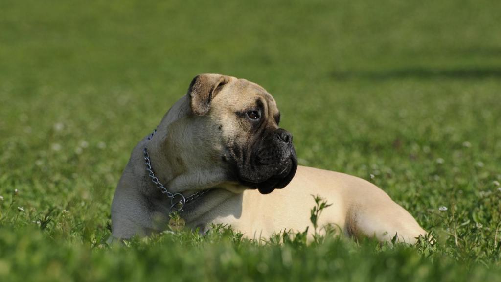 Bullmastiff