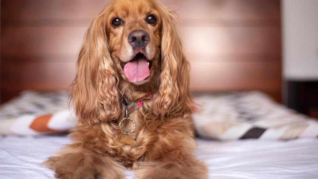 Cocker Spaniel Inglés