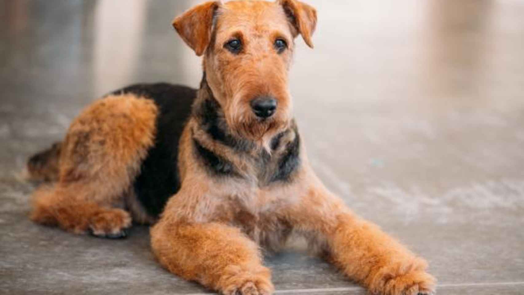 Airedale Terrire