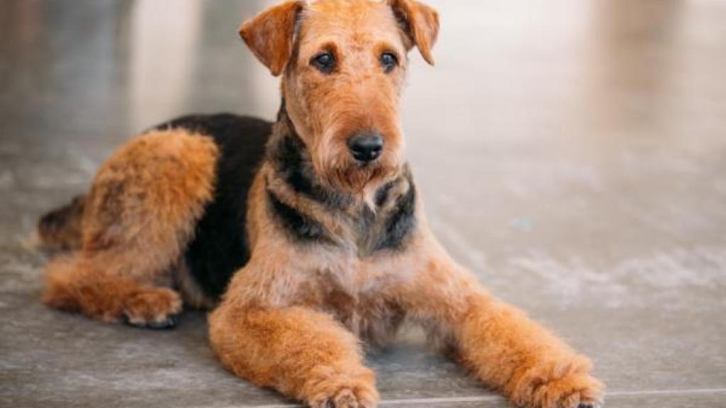 Airedale Terrire