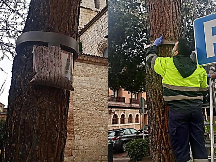 Tudela de Duero combate a la procesionaria