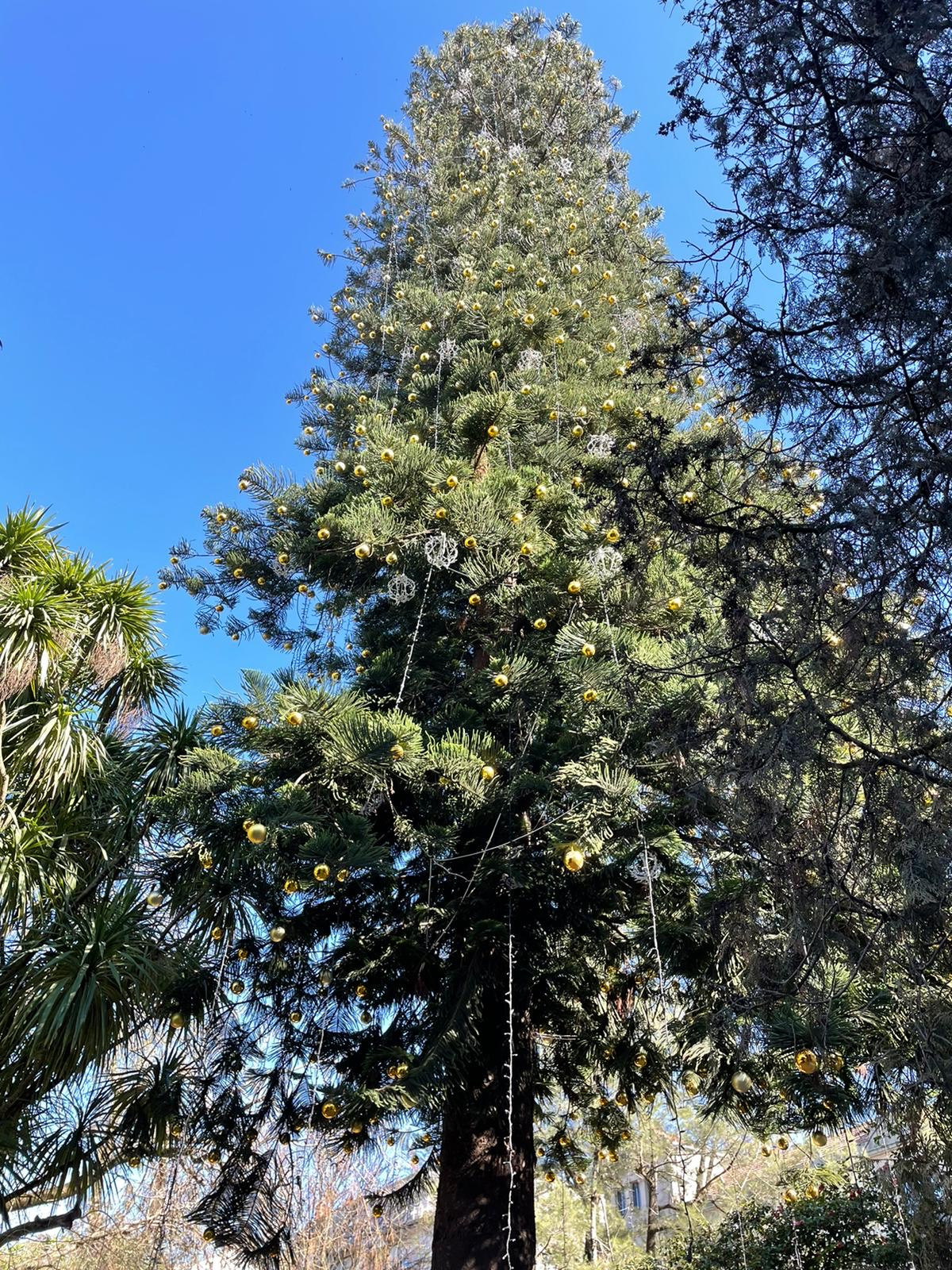 La araucaria de la Alameda con los adornos navideños. Foto: Treintayseis