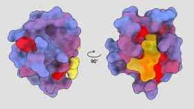 Imagen tridimensional de la proteína humana PSD95-PDZ3 vista desde diferentes ángulos