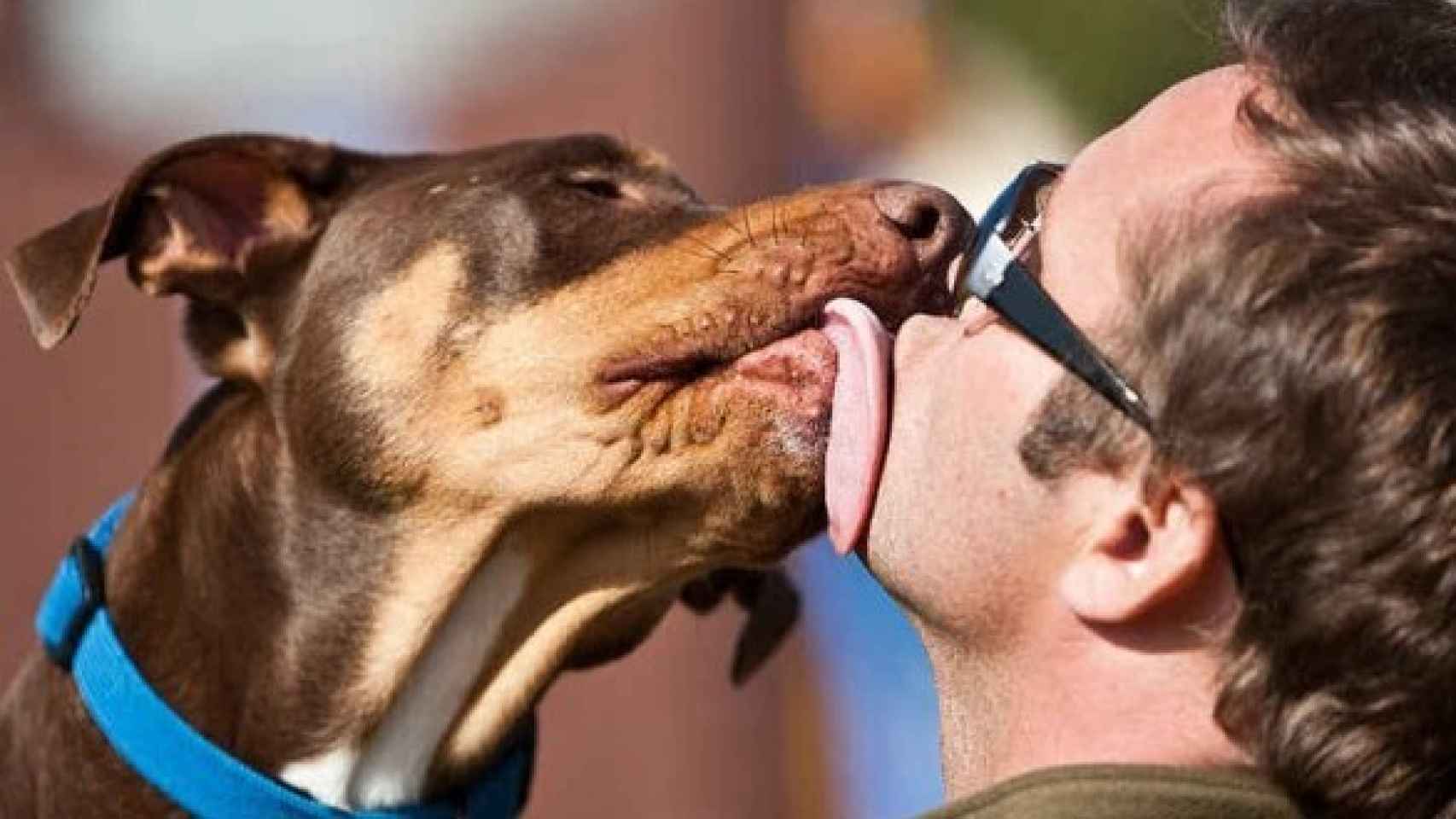 Un perro le pega un lengüetazo a su dueño.