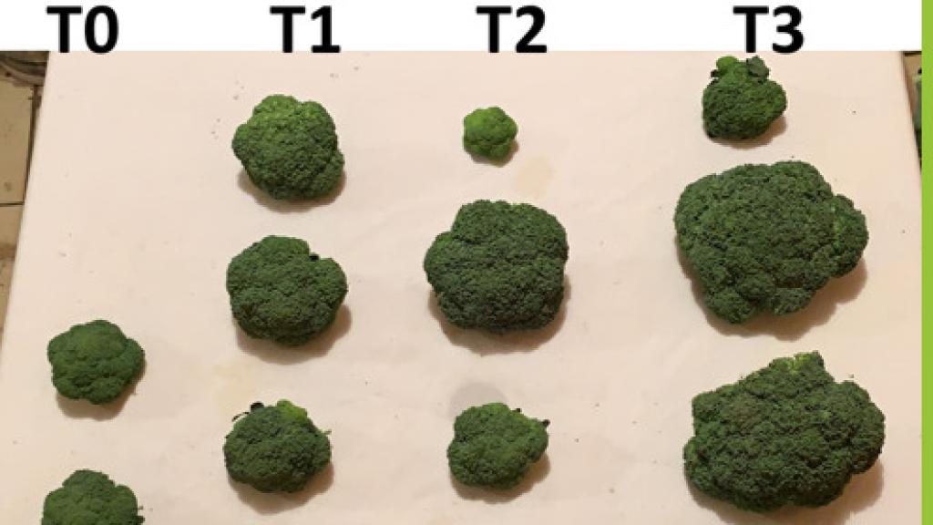 Los ensayos en México han avalado la mejora de la productividad en las cosechas de brócoli gracias a la biotecnología de la 'scaleup' española.