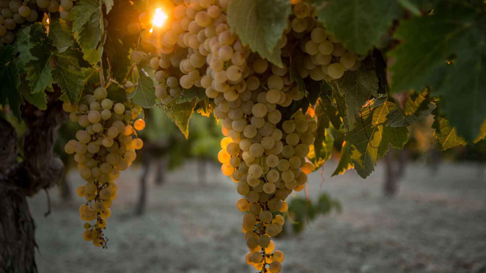 Uva palomino, una de las variedades que se utilizan en los vinos de Jerez.