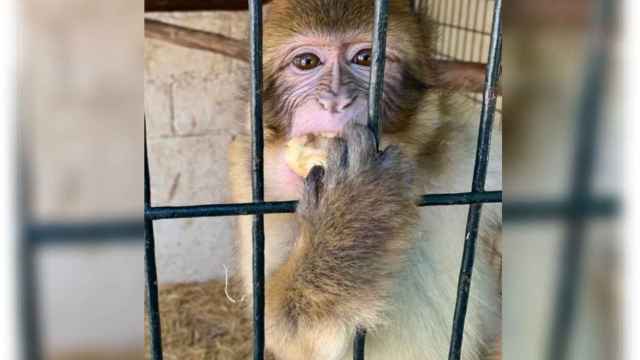 Uno de los macacos, ya en la Fundación Primadomus de Villena.