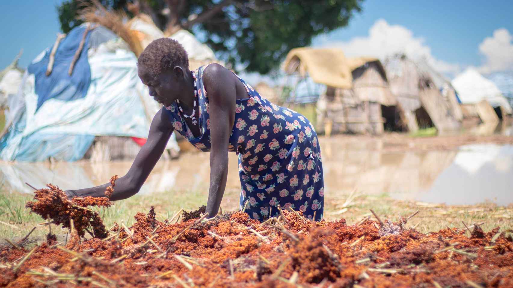 Una mujer en el estado de Warrap intenta secar su cosecha de sorgo después de que las inundaciones destruyeran la mayoría de sus cultivos.