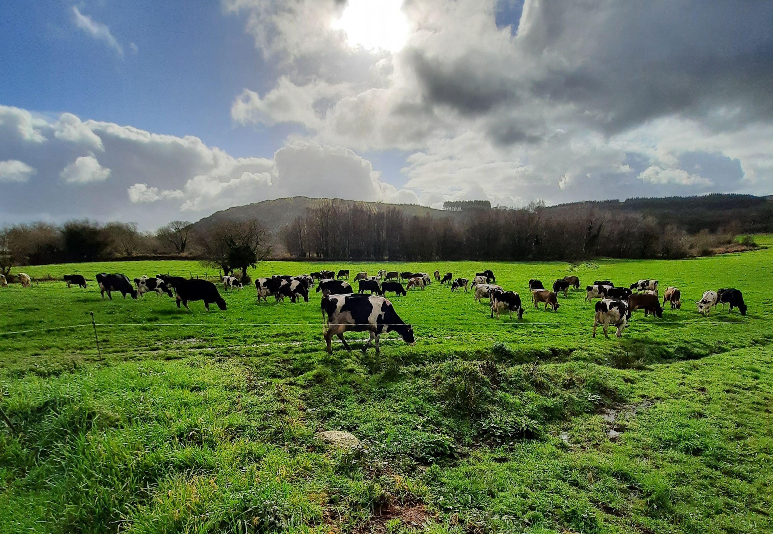 Varias de las vacas de As Vacas de Ulloa (Cedida).