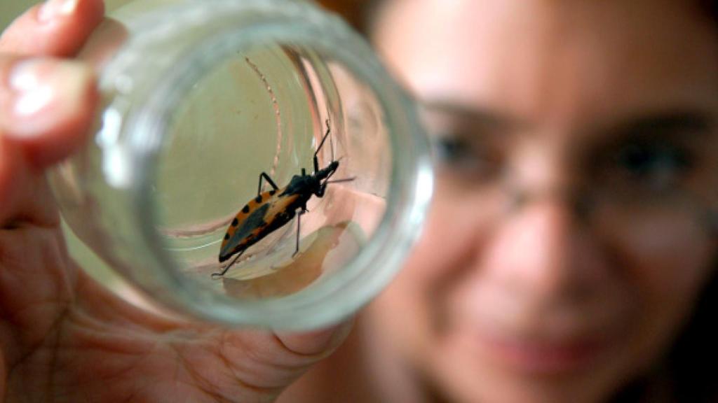 El insecto triatomino transmite el mal de Chagas.