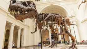 Esqueleto de tiranosaurio en el Museo Field de Chicago