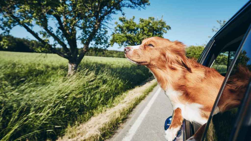 Un perro viajando en coche.