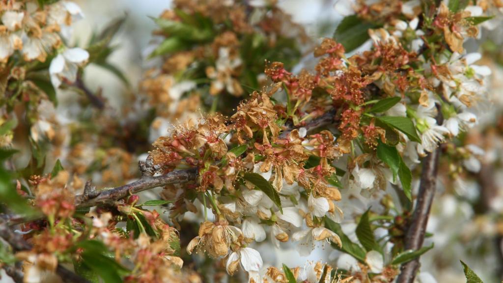 Cerezos de El Bierzo afectados por las heladas | ICAL