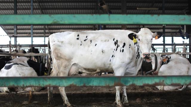 Una vaca lechera, de la raza bovina frisona.