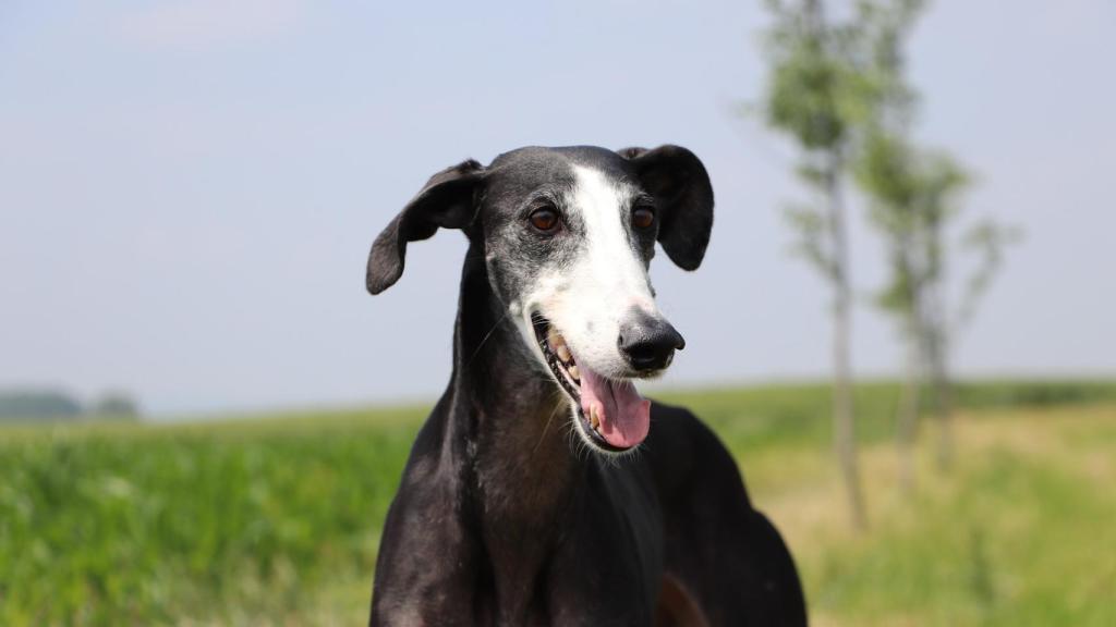 Galgo español