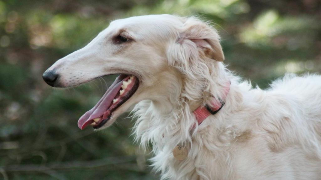 Galgo borzoi