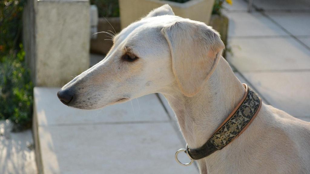 Galgo saluki