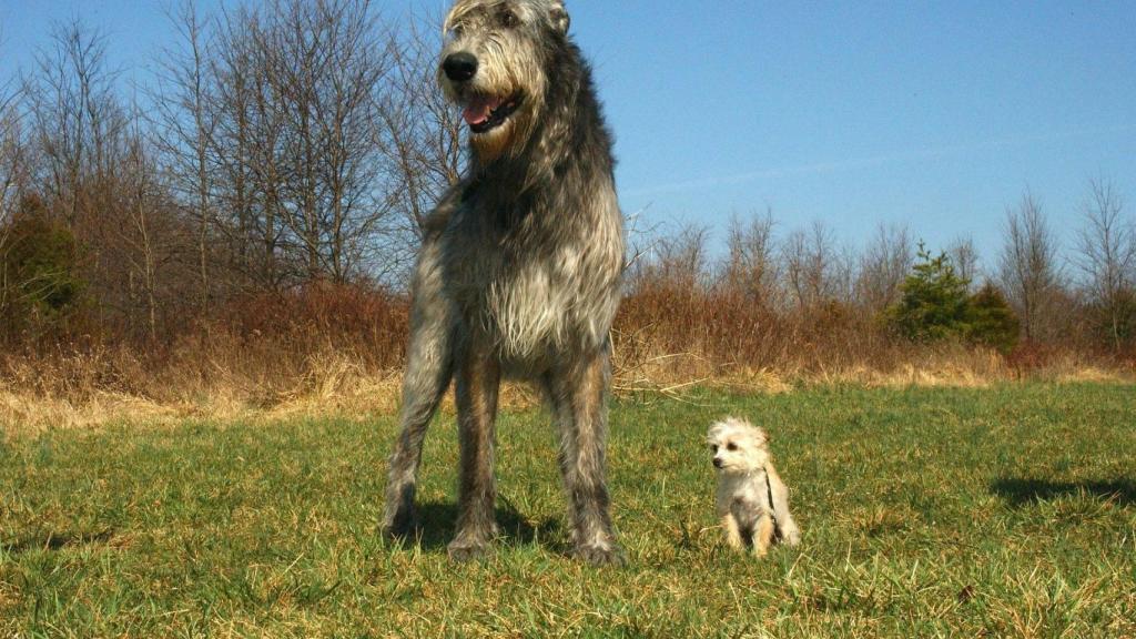 Irish Wolfhound