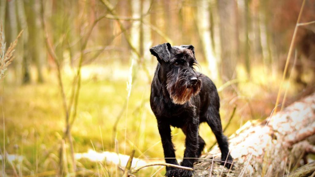 miniature-schnauzer-g56d94af53_1920