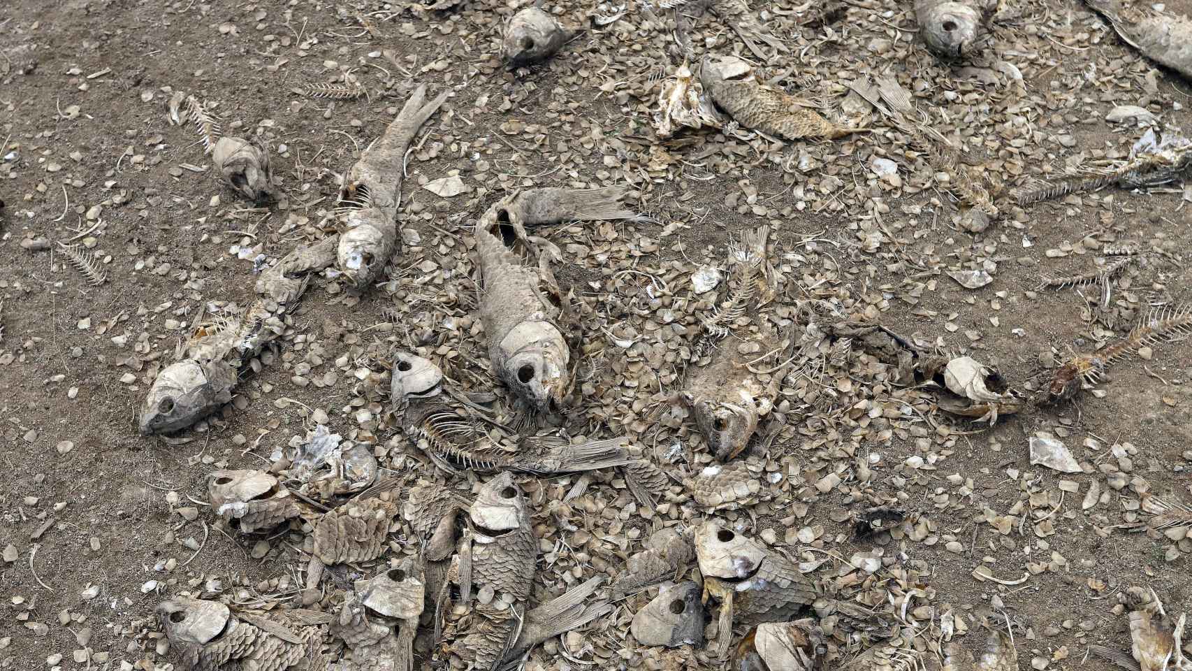Numerosos peces muertos yacen en partes secas del lago Peñuelas