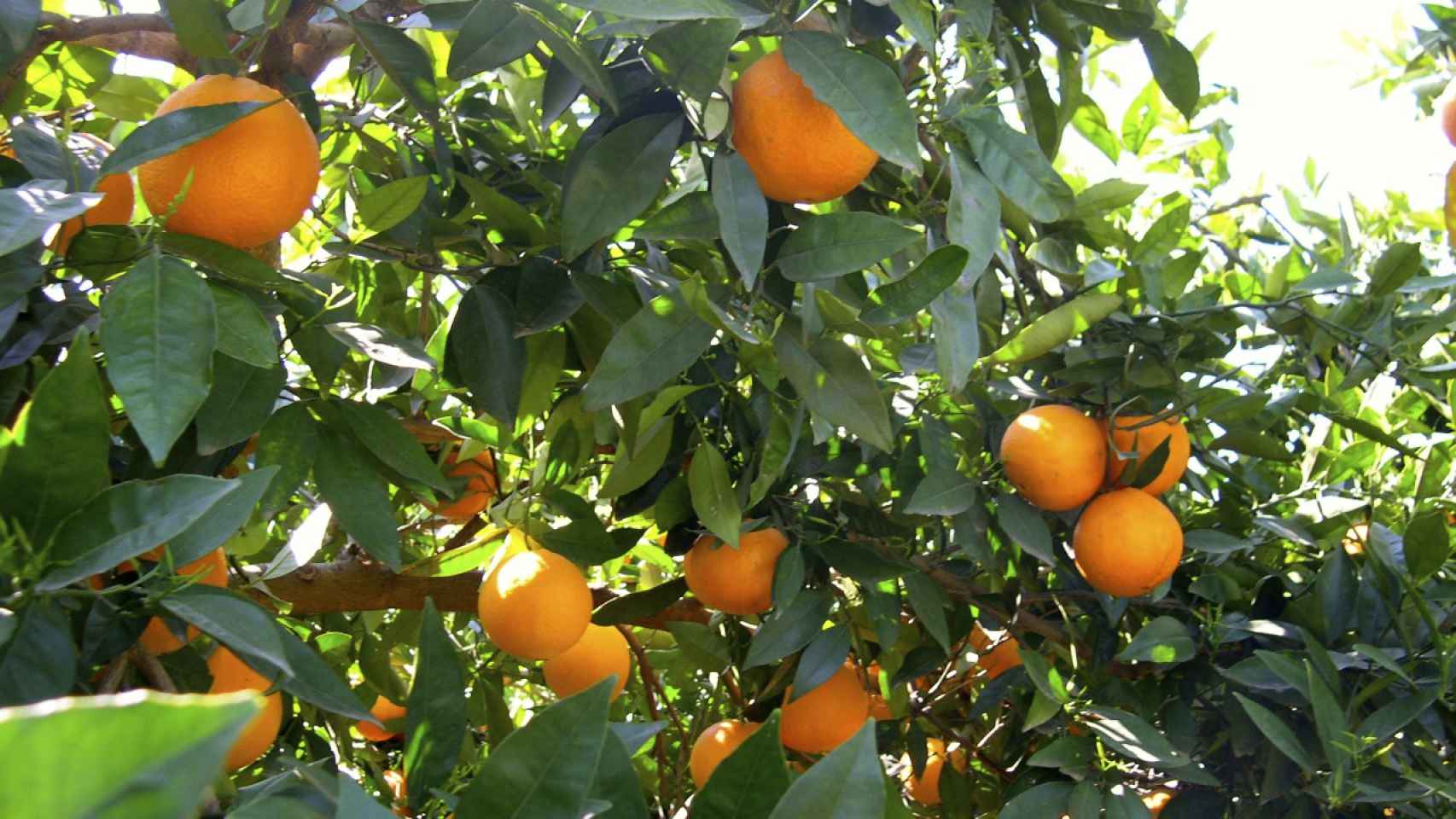 Naranjas valencianas. EE