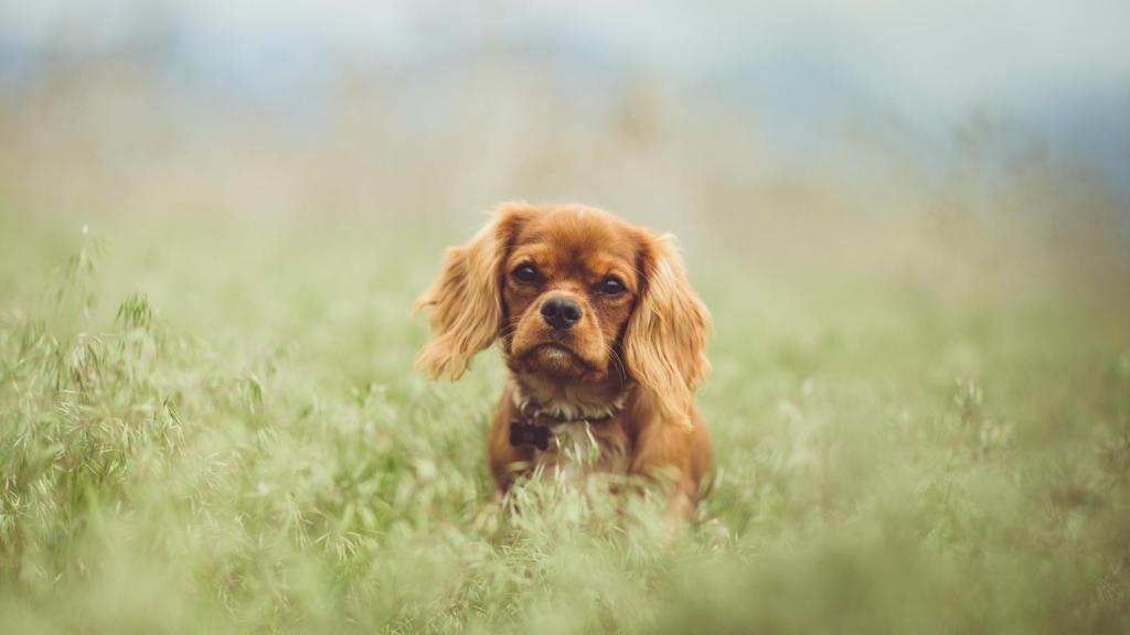 Esta es la raza de perro con más mutaciones genéticas peligrosas