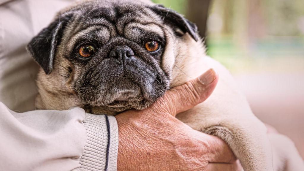 ¿Cuáles son las mejores razas de perro para jubilados?