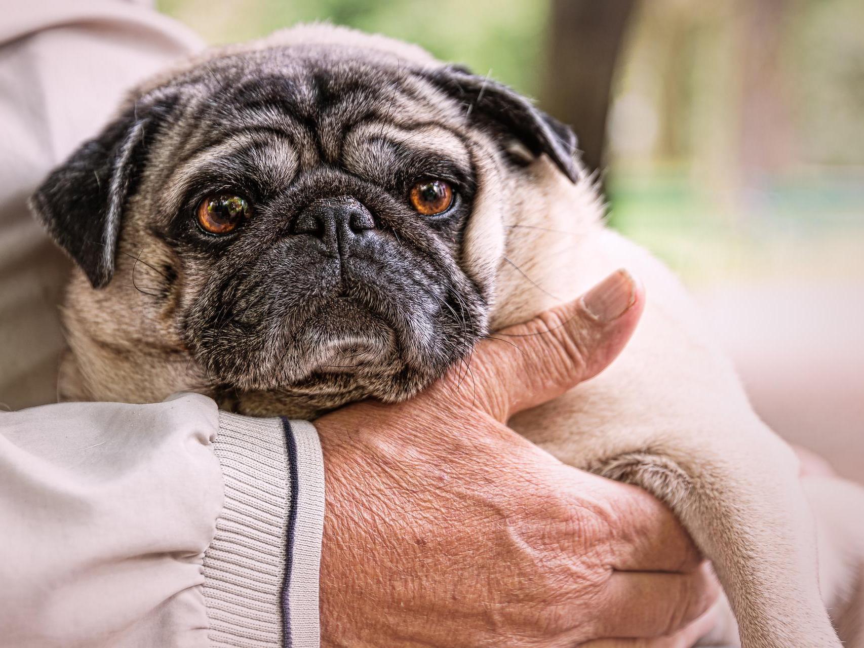 qué razas de perros son buenos compañeros de carrera