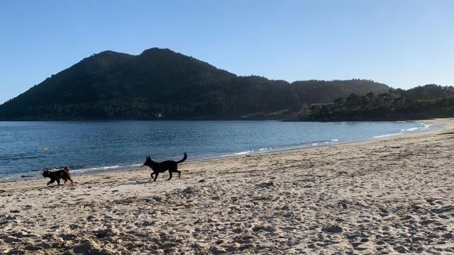 Perros disfrutando de la Playa de San Francisco en el mes de abril.