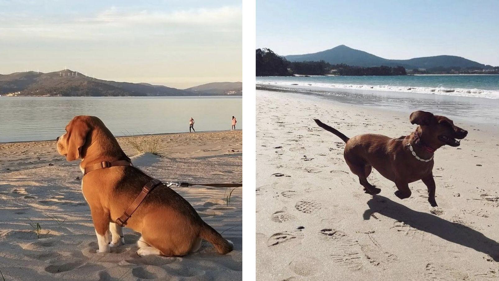 Messi y Pipa disfrutando de las playas del litoral gallego.