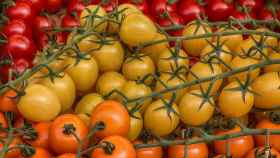 El tomate es el principal cultivo en el país.