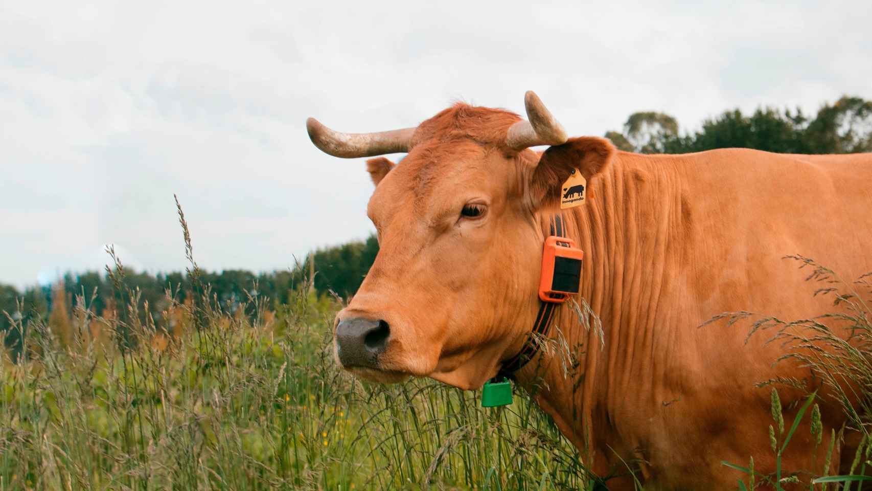 Una vaca con uno de los dispositivos de geolocalización de la startup gallega.