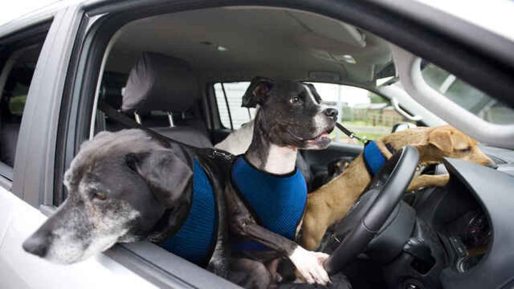 Mascotas en un coche