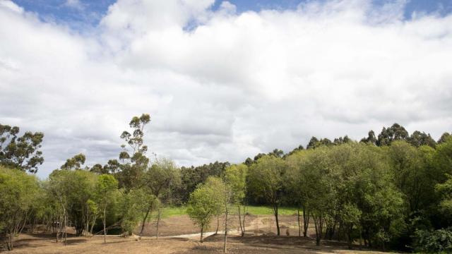 El Bosque de Breogán.