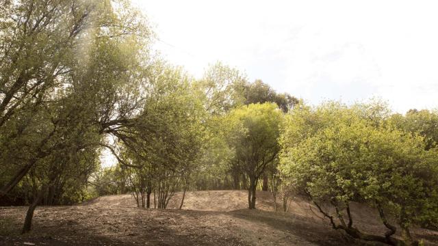 El Bosque de Breogán de A Coruña.