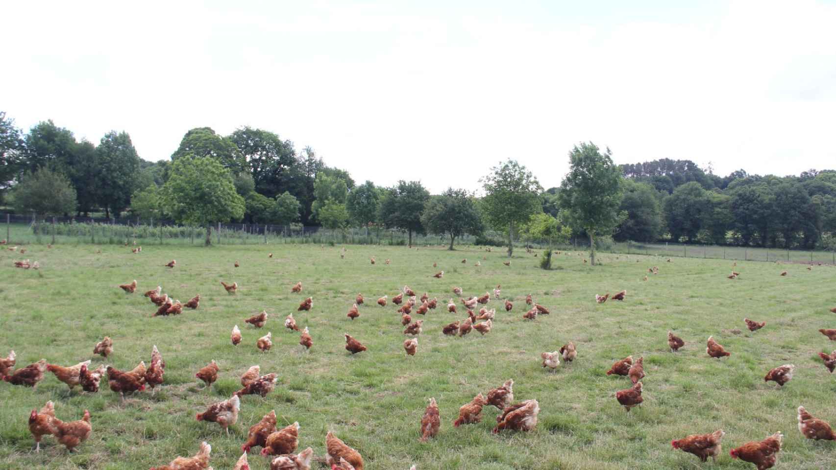 Las gallinas en el pazo.