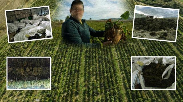 Los cultivos de los tres detenidos se extendían durante 67 hectáreas y más de 415.000 plantas.