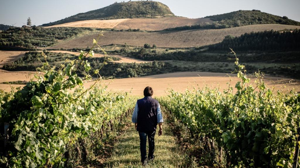 Guillermo Penso en el viñedo