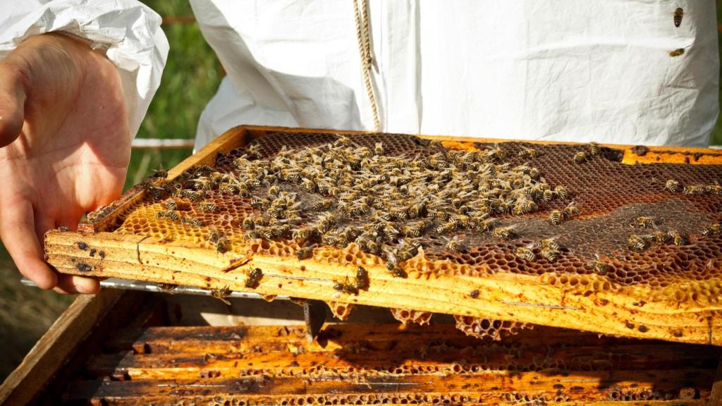 apicultura apicultor abejas miel colmena