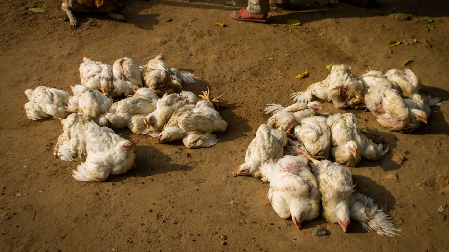 Decenas de aves infectadas con gripe aviar