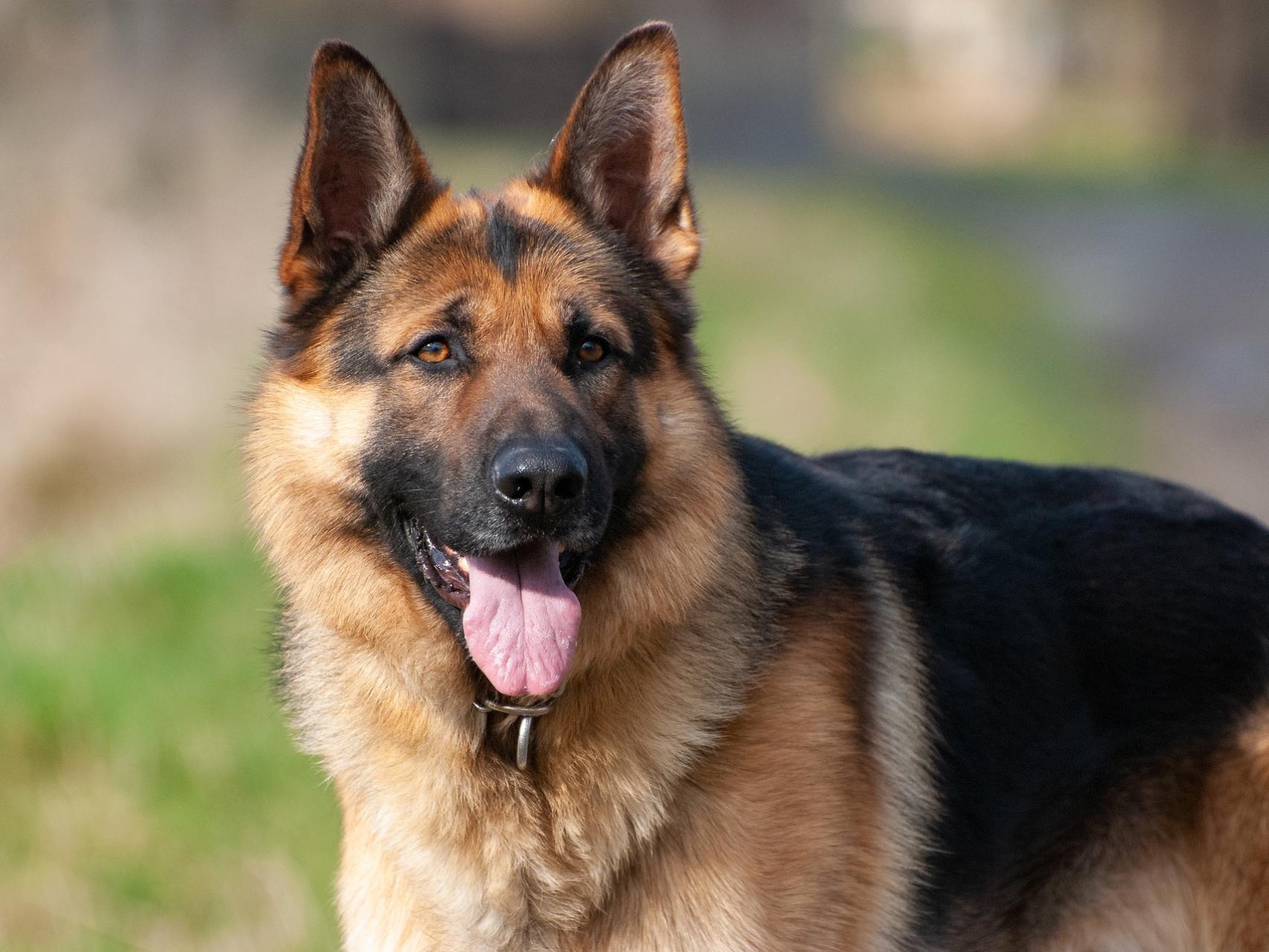 cuál es la diferencia entre un perro de terapia y un perro de apoyo emocional