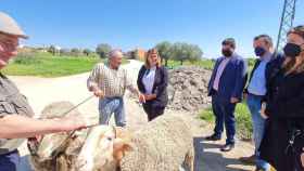 'Pajarito' y 'Mueso' protagonizarán la ofrenda de los carneros a la Virgen del Prado en las Mondas de Talavera