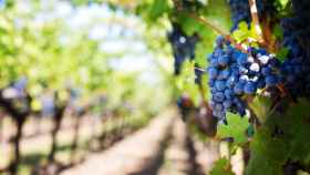 Las 10 variedades de uva más populares del mundo