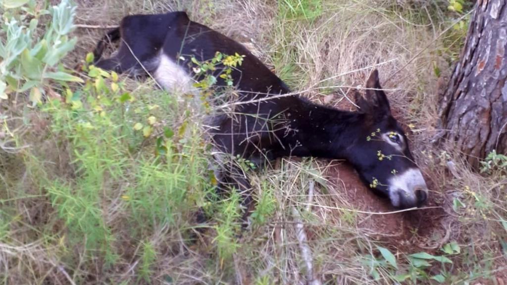 Uno de los 'burros antiincendios' de la Generalitat Valenciana, muerto.