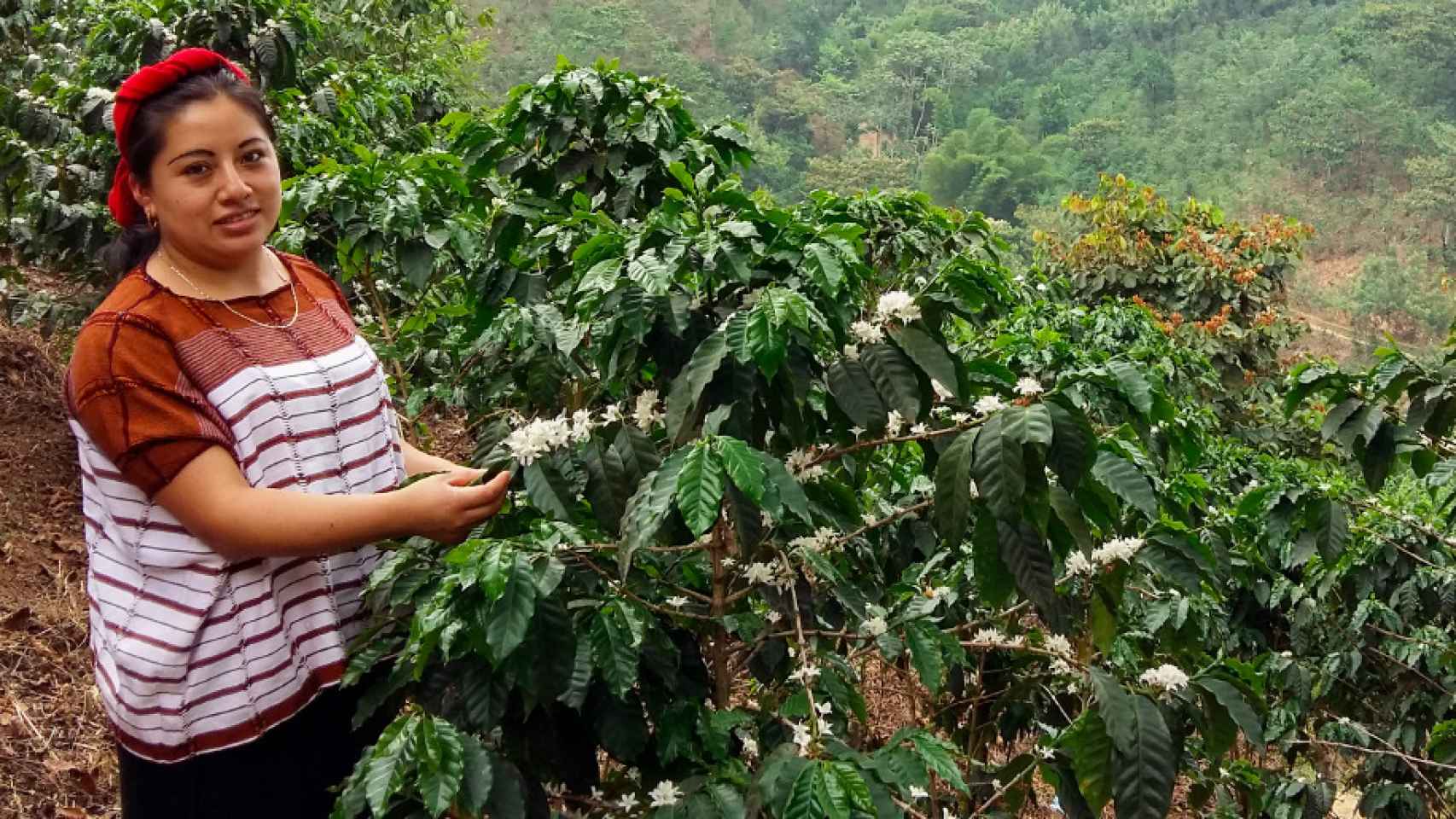 Una mujer cuida de un árbol en Guatemala