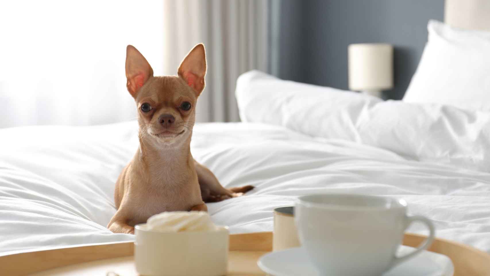 Imagen de un perro en una habitación de hotel.